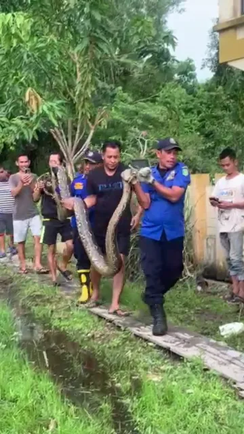 Bikin Merinding, Ular Piton Ukuran Jumbo Mau Makan Kambing Sudah Dililit