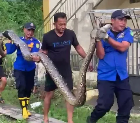 Seekor ular piton berukuran besar menyasar ke permukiman warga Perumahan Dorak Kelurahan Selatpanjang Timur Kecamatan Tebingtinggi Barat Kabupaten Kepulauan Meranti, Riau.<br>