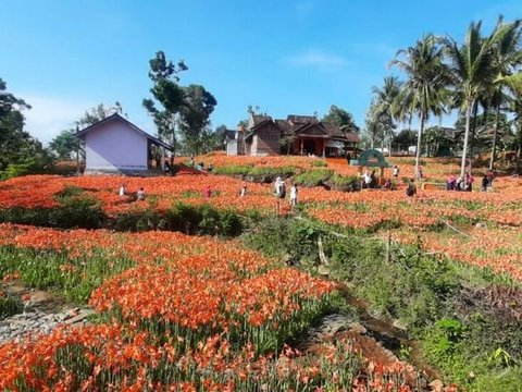 Amaryllis Garden<br>