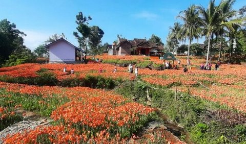 Beruntungnya, bunga-bunga di taman yang terletak di Gunungkidul, Yogyakarta, masih dapat mekar setiap tahunnya.
