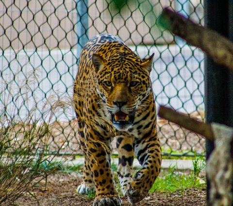 Still Relaxing in the Tent, This Climber Encounters a Leopard, What's the Ending....