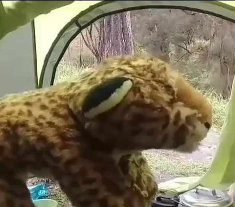 Still Relaxing in the Tent, This Climber Encounters a Leopard, What's the Ending....