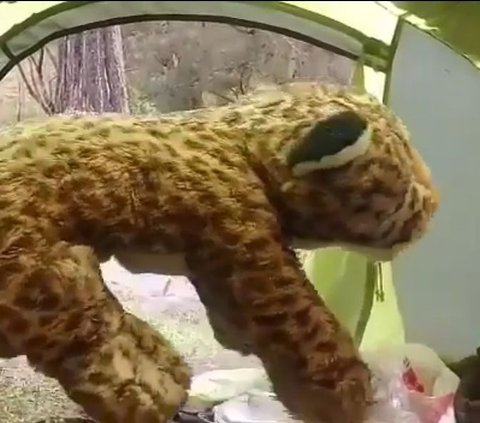 Still Relaxing in the Tent, This Climber Encounters a Leopard, What's the Ending....