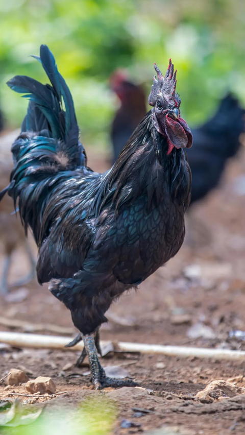 5 Fakta Ayam Cemani, Ayam Hitam Termahal di Dunia yang Harganya Capai Puluhan Juta Rupiah