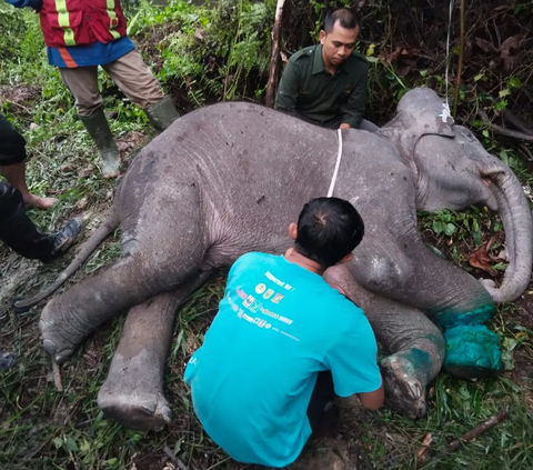 Anak gajah sumatera berusia sekitar dua tahun mati di areal konsesi Hutan Produksi Terbatas (HPT) di Kabupaten Pelalawan, Riau. Anak gajah jantan itu mati akibat luka jerat di kakinya hingga putus.<br>