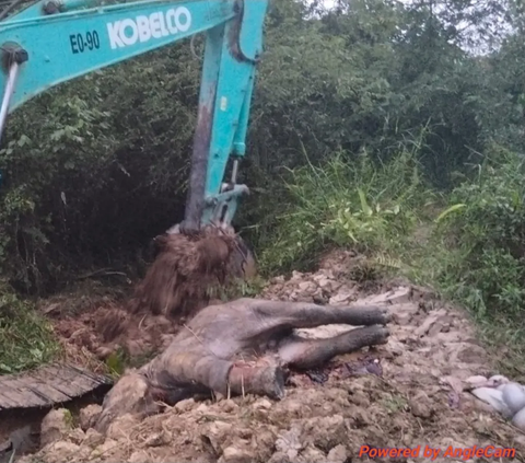 Miris! Anak Gajah Sumatera Mati di Areal Konsesi Akasia Pelalawan, Kaki Putus Kena Jerat Tali