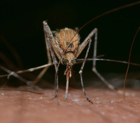 Begini Proses Nyamuk Aedes Aegypti Terkontaminasi Wolbachia untuk Tekan Kasus Demam Berdarah