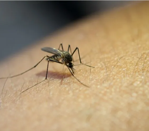 Begini Proses Nyamuk Aedes Aegypti Terkontaminasi Wolbachia untuk Tekan Kasus Demam Berdarah