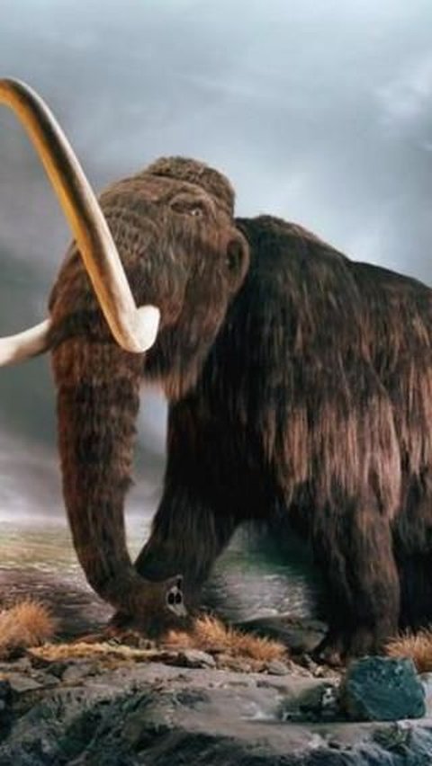 1. Mammoth Berbulu