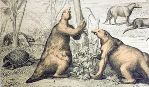 Kungkang Raksasa (Giant Sloth)