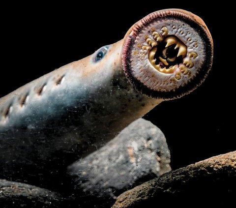 2 Largest Ancient Lamprey Species Finally Found, Fish with Terrifying Form