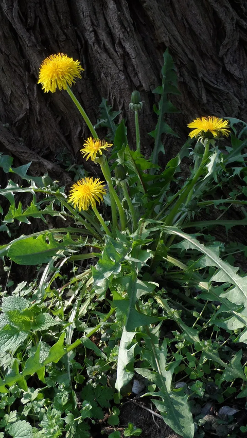 Manfaat Kesehatan Dandelion