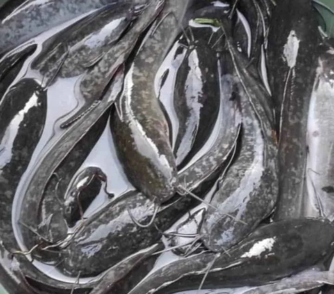 Ikan lele menjadi salah satu lauk makanan favorit sebagain masyarakat Indonesia. Selain murah, lele juga dikenal lezat dan bermanfaat bagi kesehatan.<br>