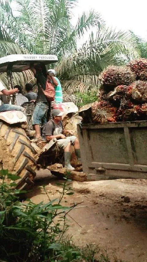 Kebijakan Sawit Eropa Dinilai Bikin Susah 3 Juta Petani Sawit di Dunia, Ini Alasannya