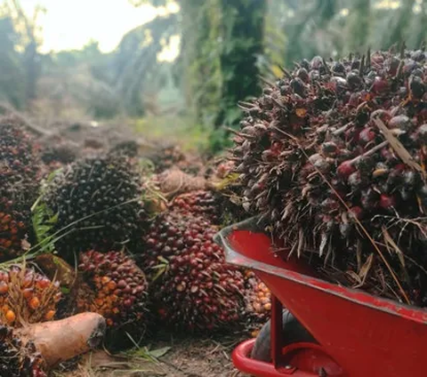 Kebijakan Sawit Eropa Dinilai Bikin Susah 3 Juta Petani Sawit di Dunia, Ini Alasannya