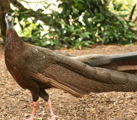 Dinyatakan Punah, Begini Penampakan Burung Kuau Raja dari Zaman Purba yang Ditemukan Kembali di Indonesia