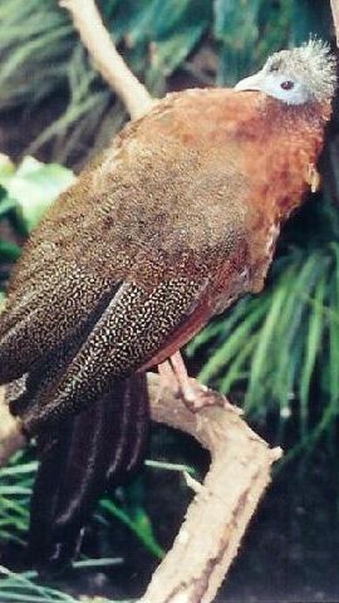 Burung tersebut adalah Burung Kuau Raja. Burung ini memiliki ciri khas ekornya yang panjang menjuntai indah dengan warna kecokelatan. <br>