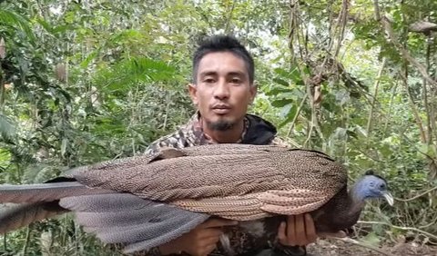 Kemunculan Burung Kuau Raja ini diabadikan dan diunggah oleh akun YouTube Jaguar SniperKicau. Di mana tim pencari tersebut melakukan penyelamatan burung langka. <br>