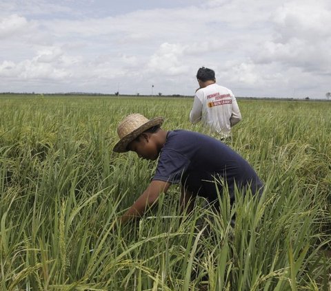 BPS Rilis Daya Beli Petani di Sulawesi Utara Semakin Baik di Bulan Oktober 2023