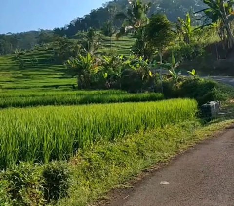 BPS Rilis Daya Beli Petani di Sulawesi Utara Semakin Baik di Bulan Oktober 2023