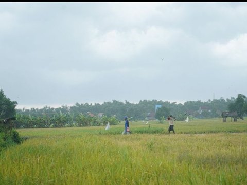BPS Rilis Daya Beli Petani di Sulawesi Utara Semakin Baik di Bulan Oktober 2023