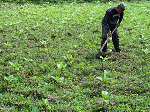 BPS Rilis Daya Beli Petani di Sulawesi Utara Semakin Baik di Bulan Oktober 2023