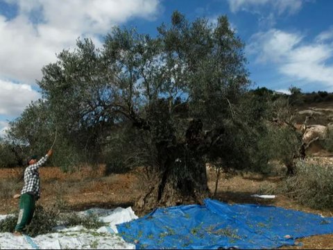 Petani Lebanon Memanen Zaitun di Tengah Deru Jet Tempur Israel: Kami Tidak Takut