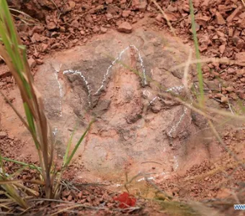 600 Jejak Kaki Dinosaurus Berusia 80 Juta Tahun Ditemukan di Sebuah Desa di China, Ilmuwan Prediksi Masih Ada Ribuan Lainnya