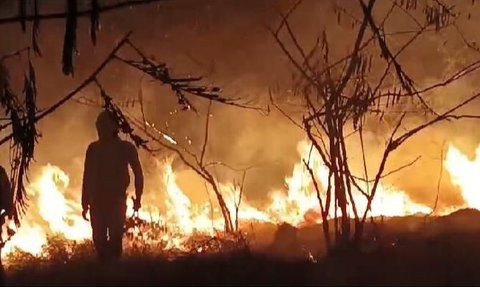 Kebakaran Gunung Penanggungan Hanguskan 80 Hektare Padang Savana