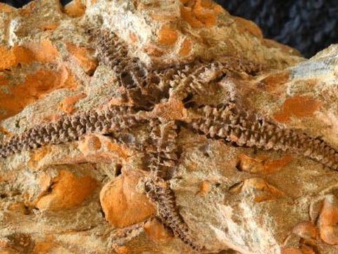 Ilmuwan Temukan Fosil Bintang Laut Berusia 410 Juta Tahun, Lengannya Mirip Cambuk