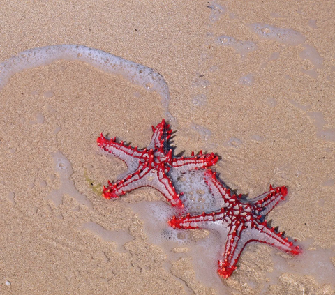 Ilmuwan Temukan Fosil Bintang Laut Berusia 410 Juta Tahun, Lengannya Mirip Cambuk