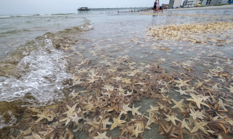 Ilmuwan Temukan Fosil Bintang Laut Berusia 410 Juta Tahun, Lengannya Mirip Cambuk