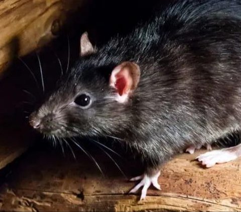 Half-Meter Rare and Mysterious Giant Rat Caught on Camera Trap for the First Time
