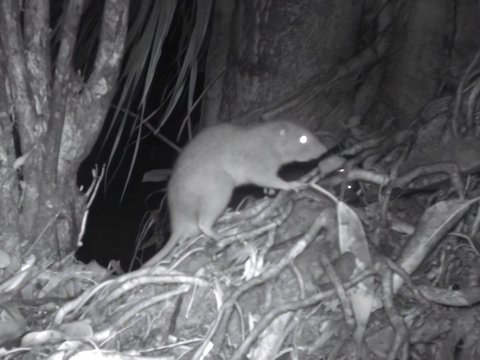Half-Meter Rare and Mysterious Giant Rat Caught on Camera Trap for the First Time