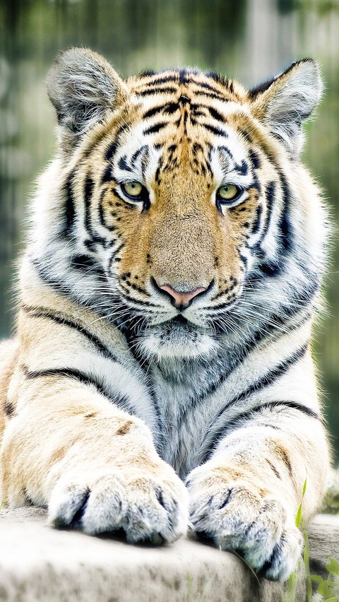 10 Arti Mimpi Harimau Masuk Rumah yang Penuh Makna, Hati-Hati Pertanda Bahaya!