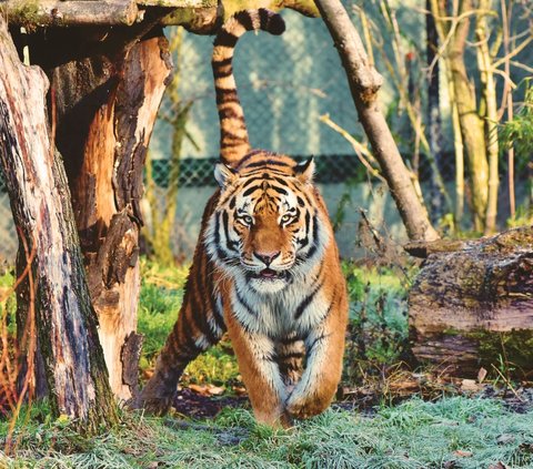 10 Meanings of Dreams of Tigers Entering a House Full of Meaning, Be Careful of Dangerous Signs!