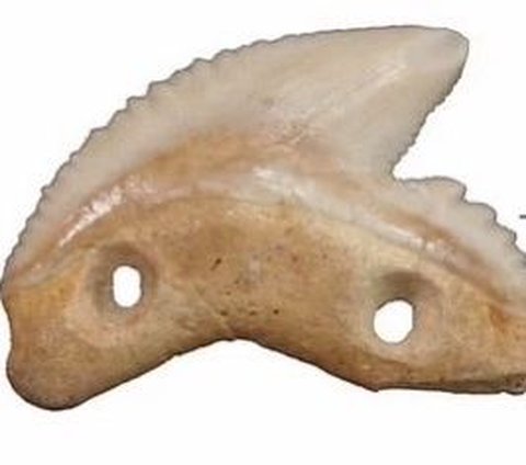 The Oldest Shark Tooth Artifact in the World Found in Indonesia, Already Used as a Ritual Knife for 7,000 Years