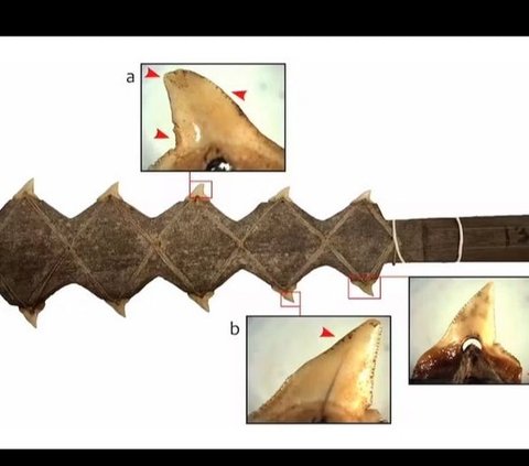 The Oldest Shark Tooth Artifact in the World Found in Indonesia, Already Used as a Ritual Knife for 7,000 Years