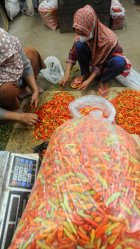 Sehingga menyebabkan hasil panen berkurang di sejumlah daerah penghasil cabai di Jawa Tengah.