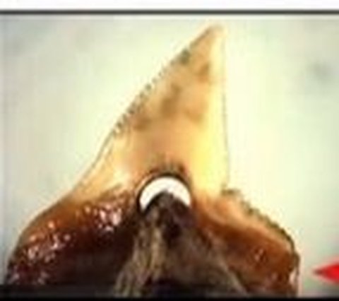 The Oldest Shark Tooth Artifact in the World Found in Indonesia, Already Used as a Ritual Knife for 7,000 Years