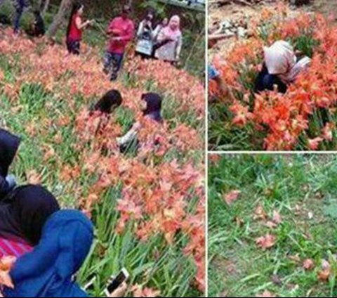 Potret Keindahan Bunga Amarilis di Gunungkidul yang Sedang Mekar, Dulu Sempat Jadi Korban Selfie Pengunjung