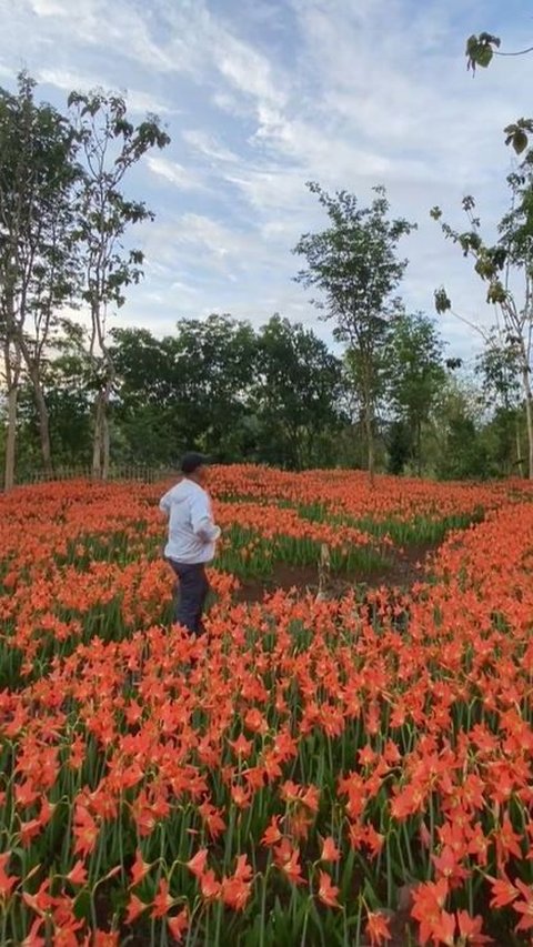 Diketahui pemandangan mekarnya Bunga Amarilis hanya dapat dinikmati dalam tempo 3-4 minggu saja. (Foto: TikTok @jejakdwi)