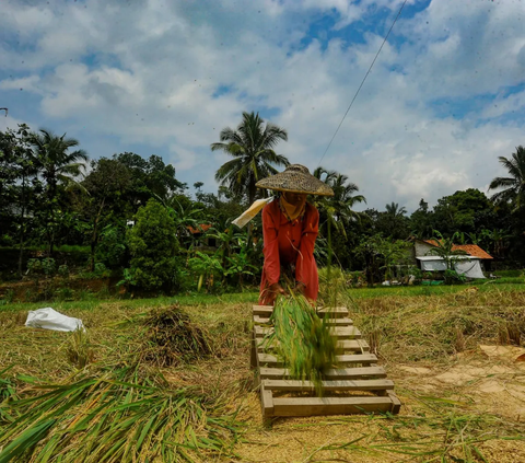 Petani memisahkan gabah dari batang tanaman padi saat melakukan panen padi jenis Pandanwangi di Desa Sukamakmur, Bogor, Jawa Barat, Minggu (5/11/2023).