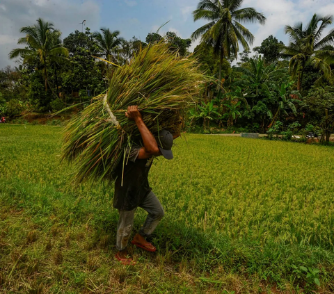 FOTO: Dampak Gagal Panen, Harga Gabah Melonjak Tinggi Rp750 Ribu per Kwintal