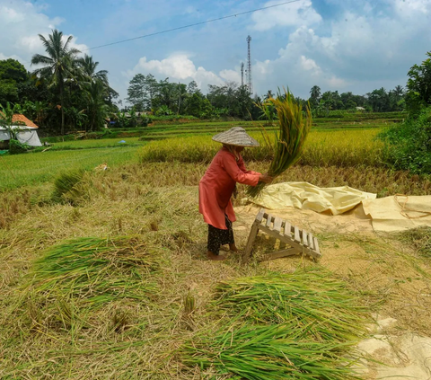 Petani melakukan pemisahan gabah dengan batangnya saat memanen padi jenis Pandanwangi di Desa Sukamakmur, Bogor, Jawa Barat, Minggu (5/11/2023).