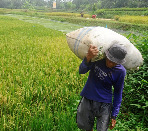 Petani membawa karung berisi gabah padi saat memanen padi jenis Pandanwangi di Desa Sukamakmur, Bogor, Jawa Barat, Minggu (5/11/2023).