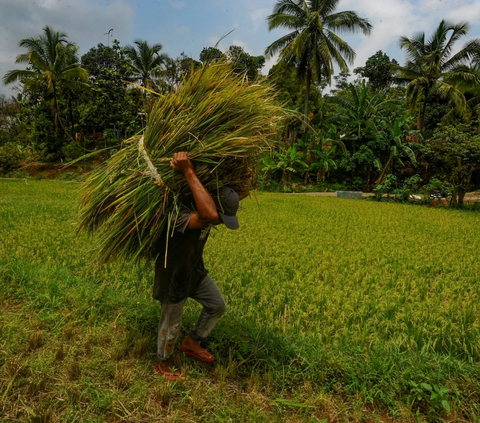 Petani membawa padi yang dipanen ke tempat pemisahan gabah saat memanen padi jenis Pandanwangi di Desa Sukamakmur, Bogor, Jawa Barat, Minggu (5/11/2023).