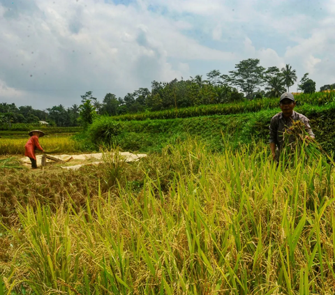 Petani saat memanen padi jenis Pandanwangi sebelum dipisahkan gabahnya di Desa Sukamakmur, Bogor, Jawa Barat, Minggu (5/11/2023).