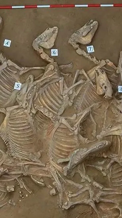 Kota Kuno dari Masa 1045 SM Ditemukan, Ada Liang Kubur Berisi 120 Tengkorak Kuda 