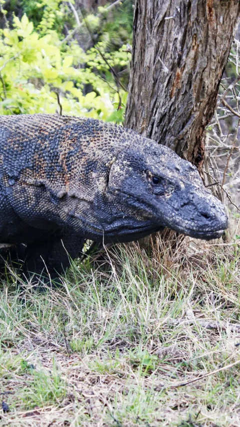 Fakta Baru Kasus Penjualan Anak Komodo: Pelaku Sudah 5 Kali Layani Pesanan dari Bali dan Jawa